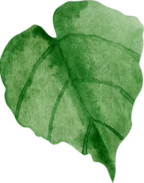 Green leaf of sunflower